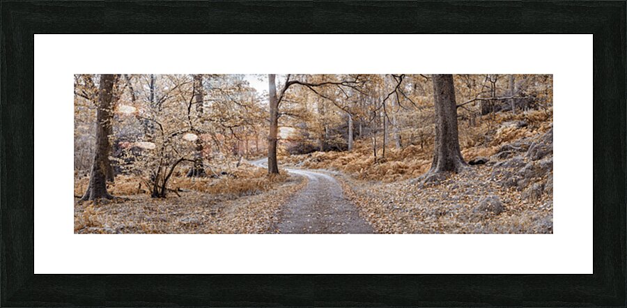 Winding Through the Woods Picture Frame print