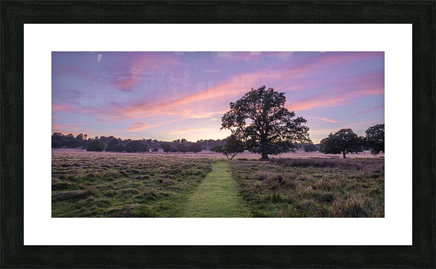 Pathway through meadow Picture Frame print