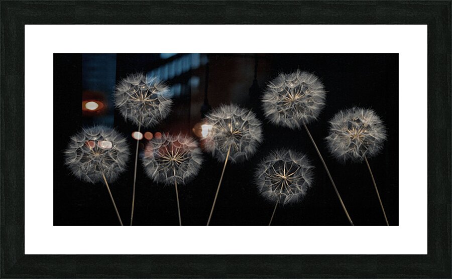 Dandelion Flowers Picture Frame print
