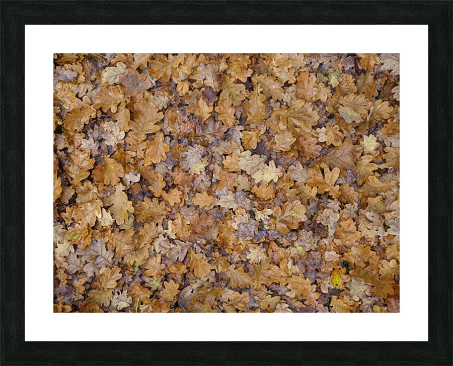 Golden Leaf Carpet Picture Frame print