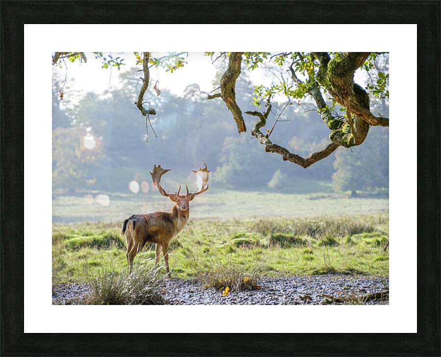 Wild Wanderer Picture Frame print