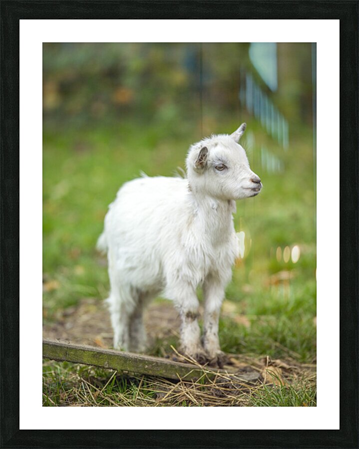 Goat in farm Picture Frame print