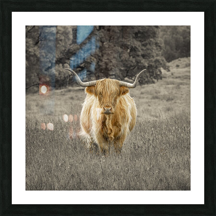 Highland Cow Picture Frame print