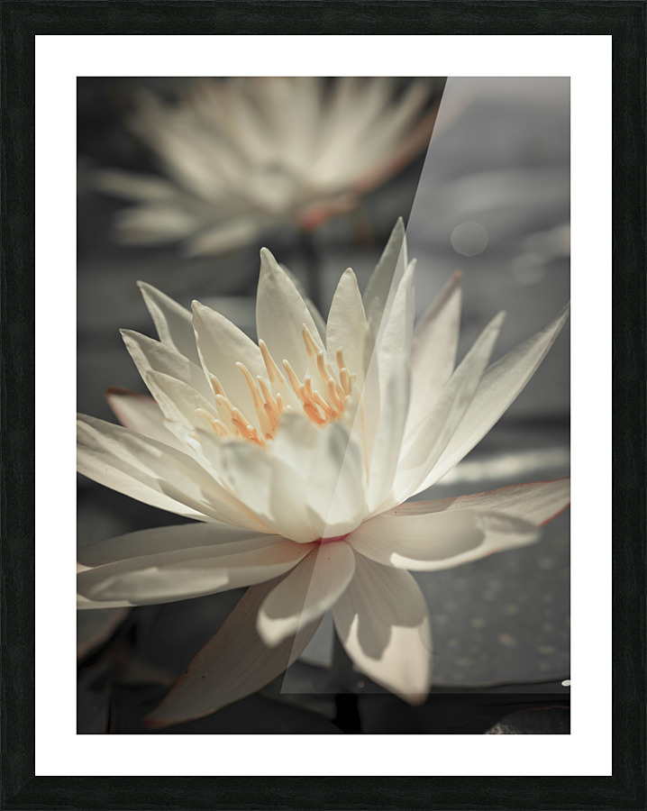 Water Lily Impression et Cadre photo