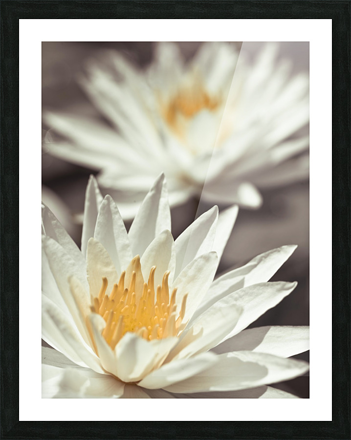 Water Lilies Picture Frame print