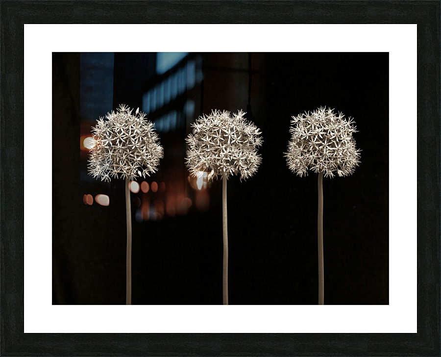 Three allium flowers Picture Frame Printing