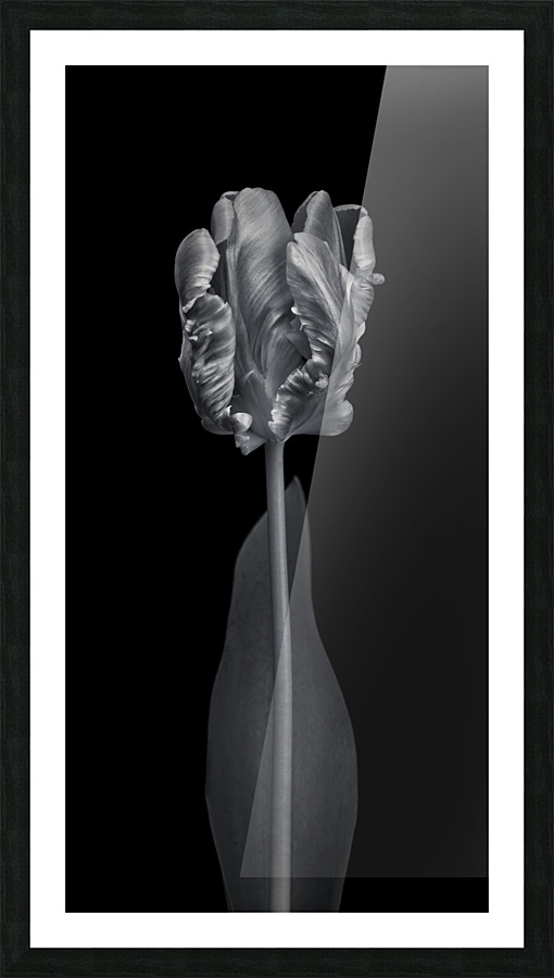 Rcoco tulip, side view Picture Frame print