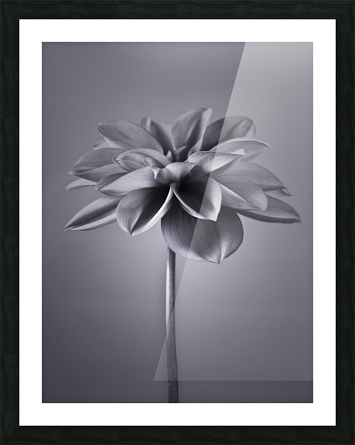 Dahlia Flower Picture Frame print