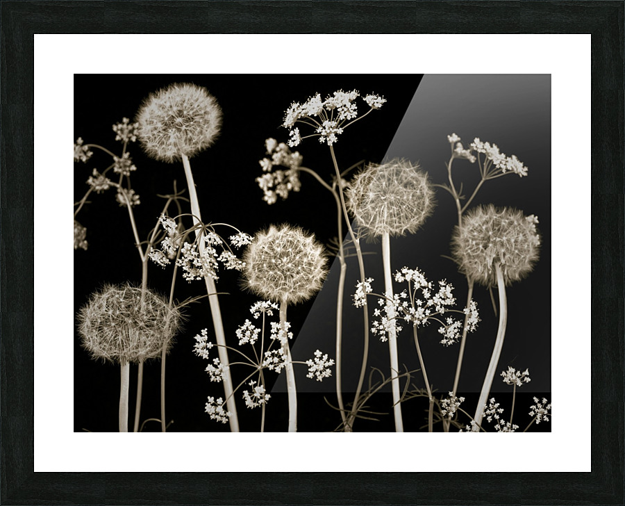 Meadow flowers Picture Frame print