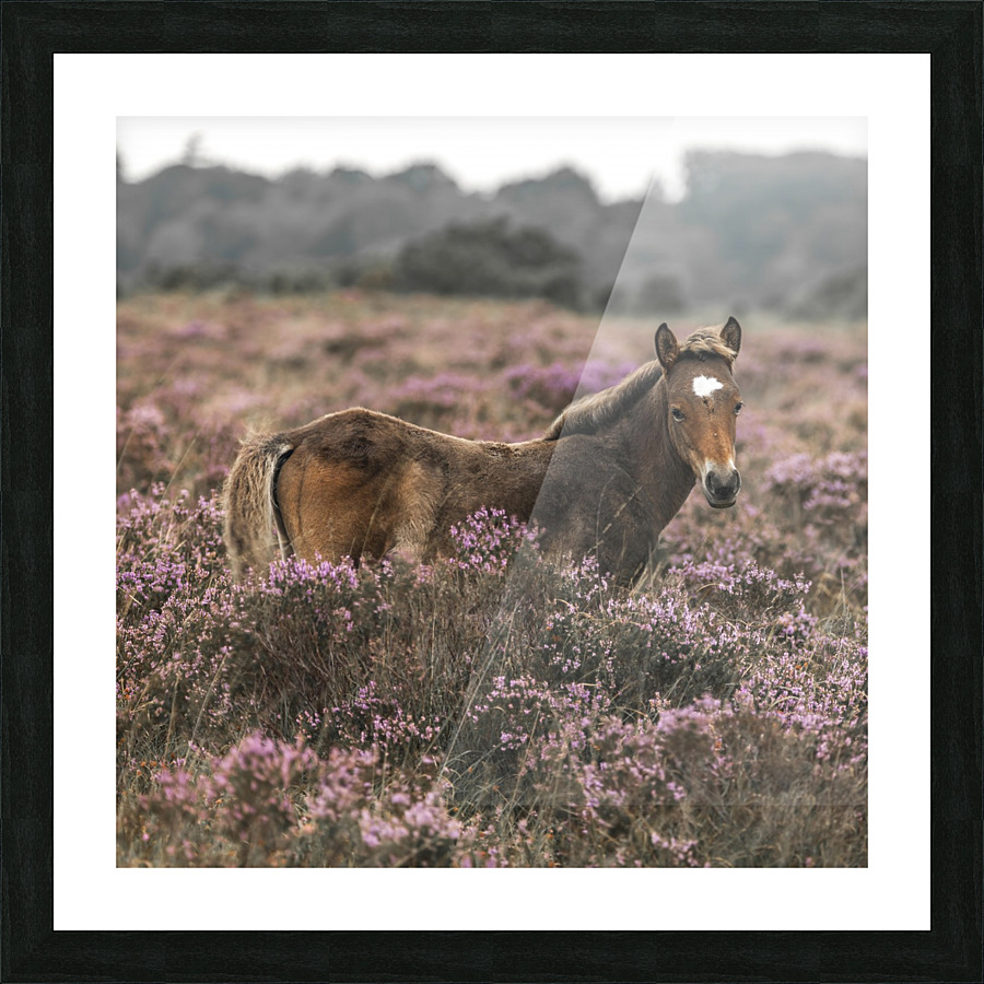 Wild Horses, New Forest Picture Frame print