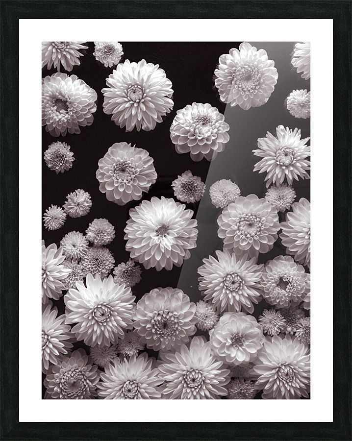 Dahlia Flowers, Full Frame Picture Frame print
