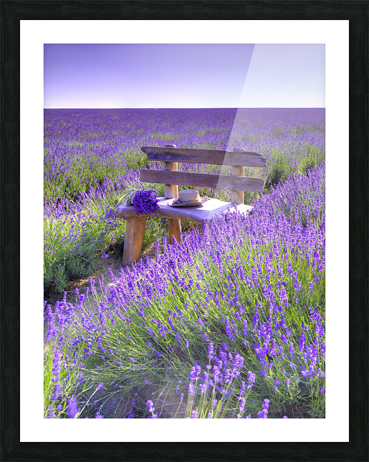 Bench in Lavender field Picture Frame print