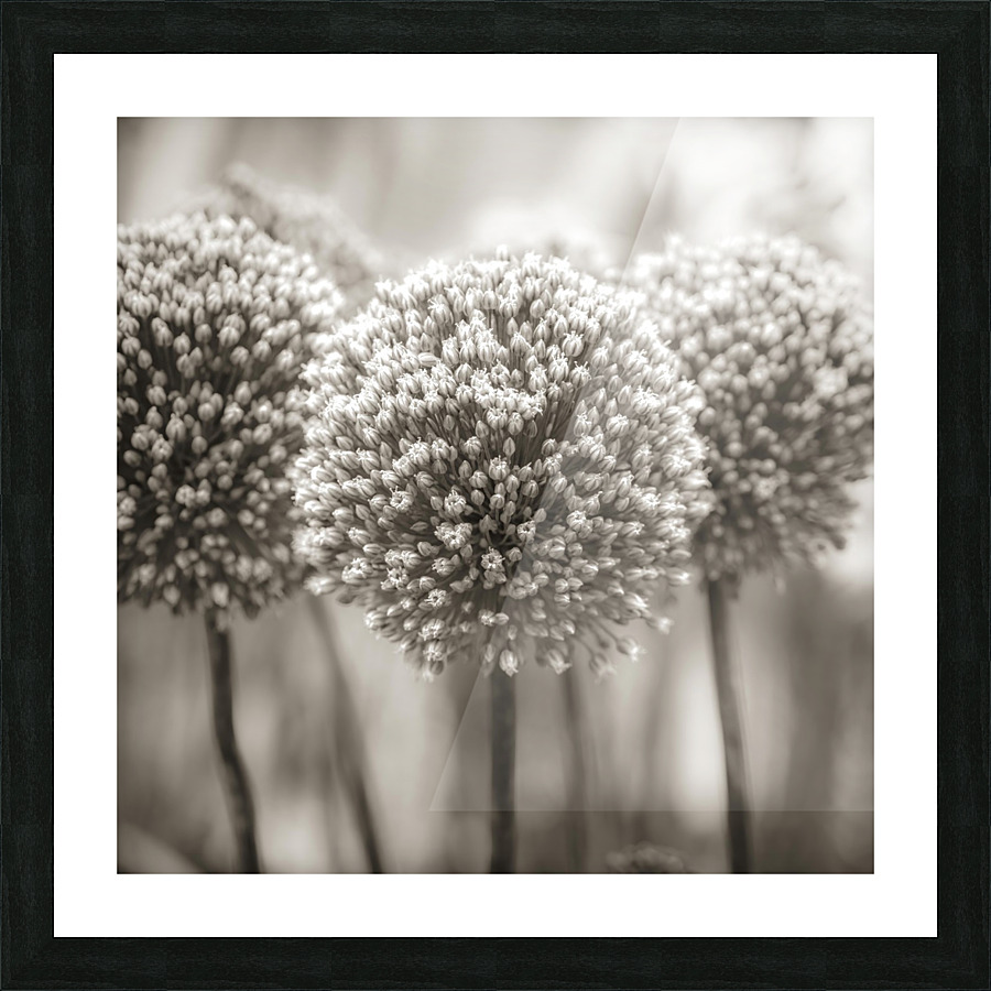 Allium flowers Picture Frame print