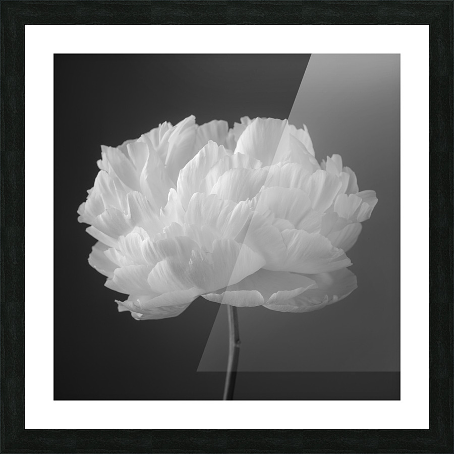 Peony flower Picture Frame print