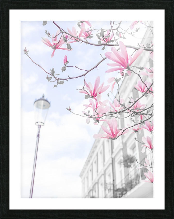 Magnolia flowers Picture Frame print
