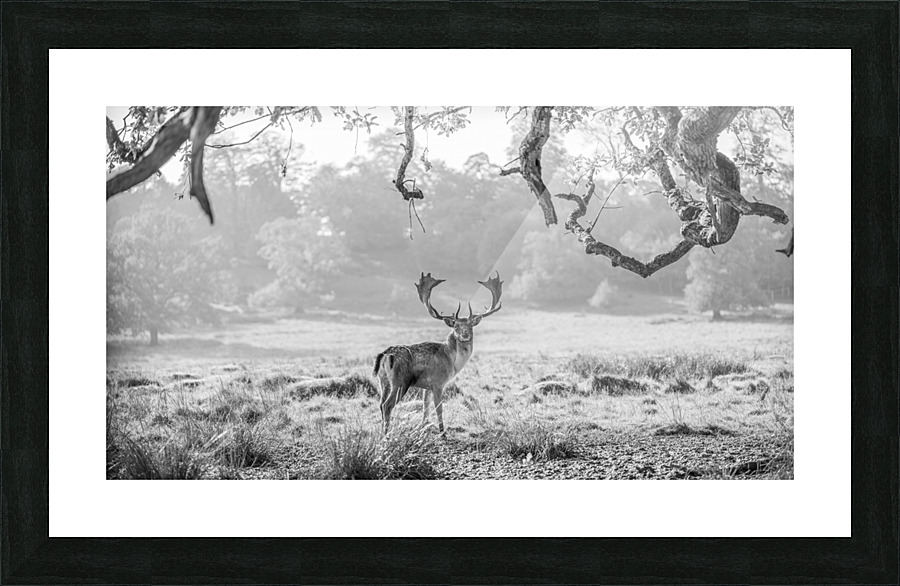 Stag in a field Picture Frame print