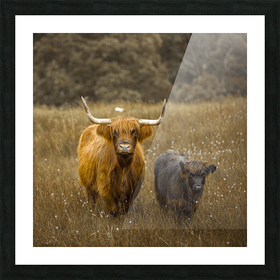 Highland Cows Picture Frame print