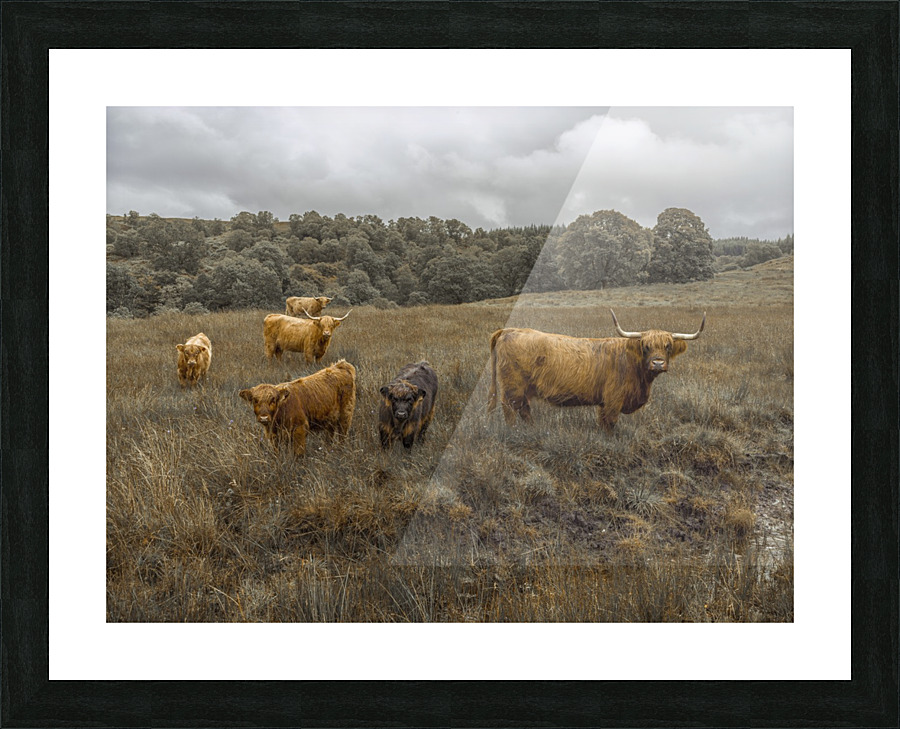 Highland Cows Picture Frame print