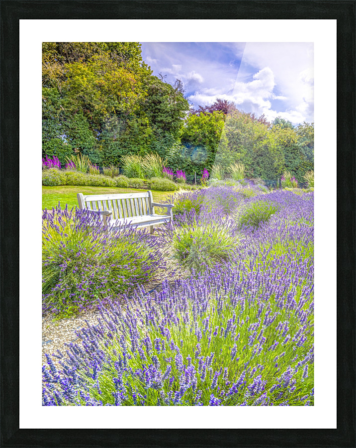 Lavender field Picture Frame print