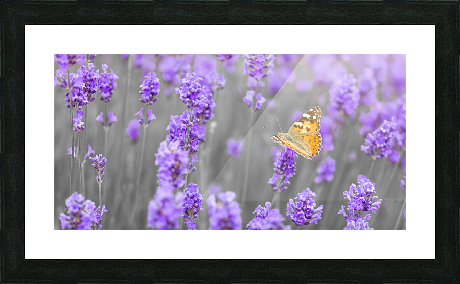 Butterfly Lavender flowers Picture Frame print
