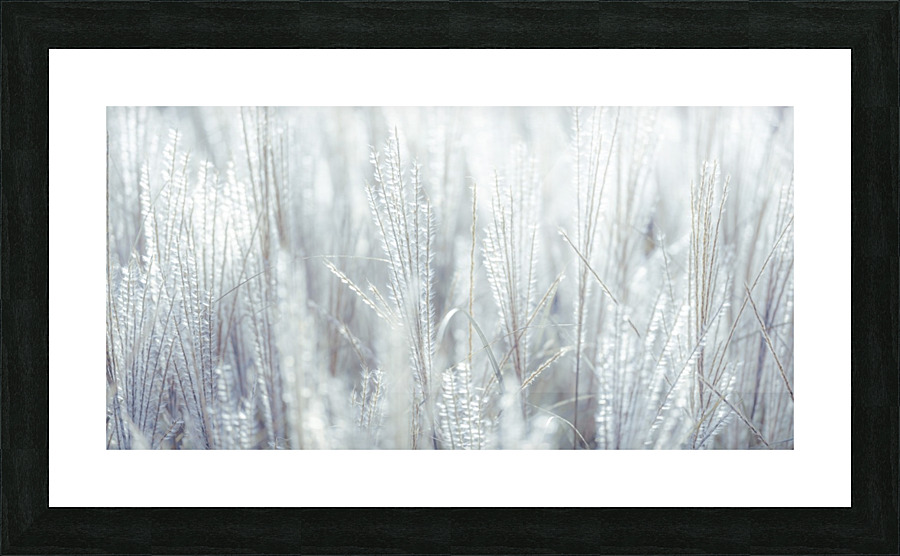 Japanese Silver Grass Picture Frame print
