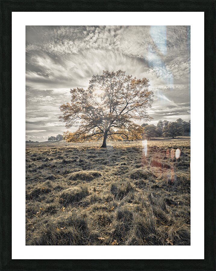 Single tree at autumn Picture Frame print