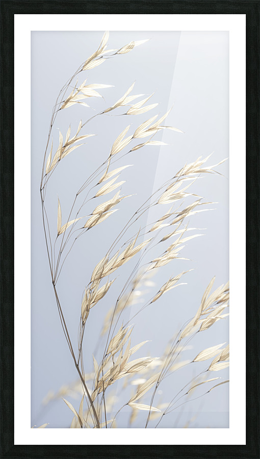 Panicle ripe Oats Picture Frame print