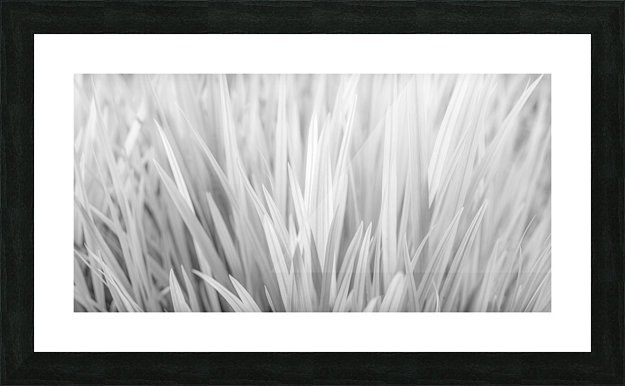 Flowing Grass Impression et Cadre photo