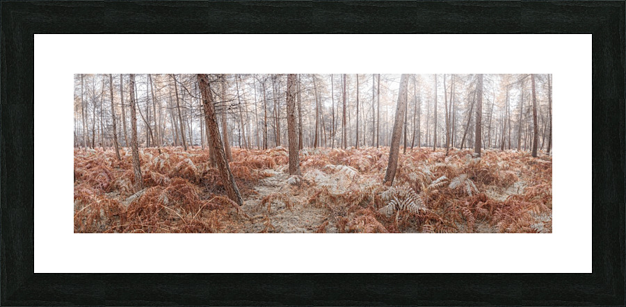 Autumn forest Picture Frame print