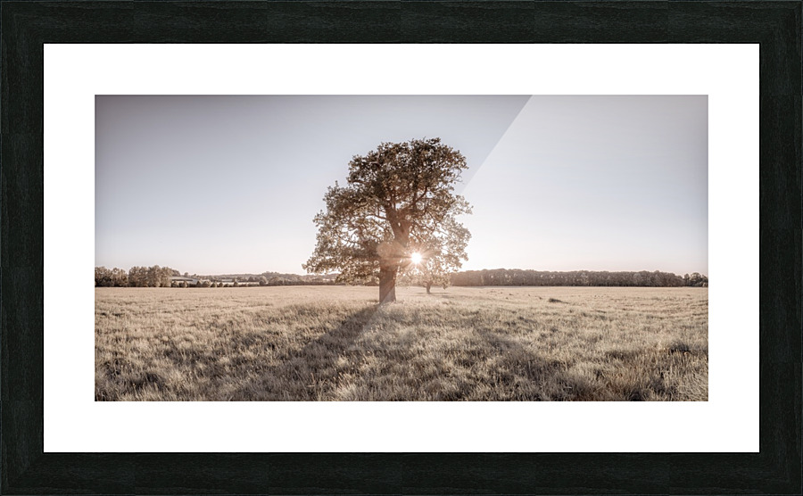 Sun shining through single tree Picture Frame print