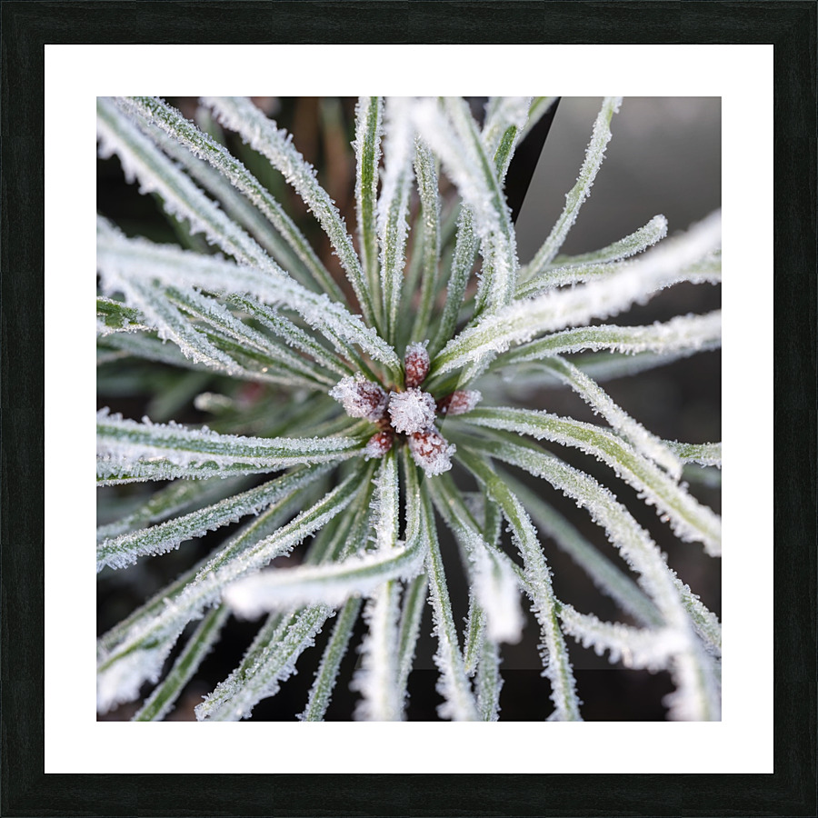 Frost on Pine Shoots Picture Frame print