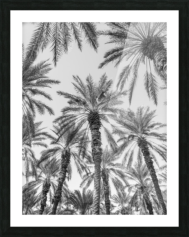 Palm Trees Picture Frame print