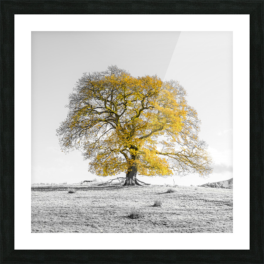 Tree on a hill, yellow, gold Picture Frame print