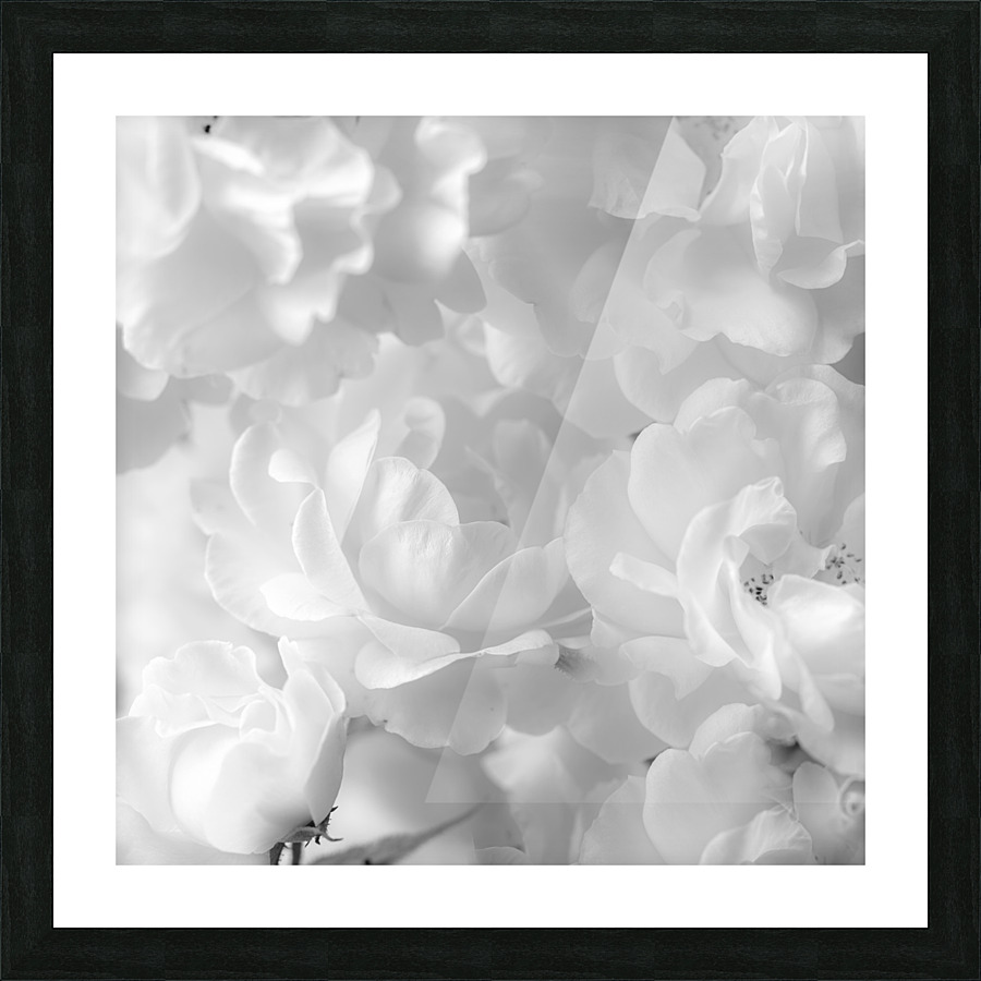 Roses Picture Frame print