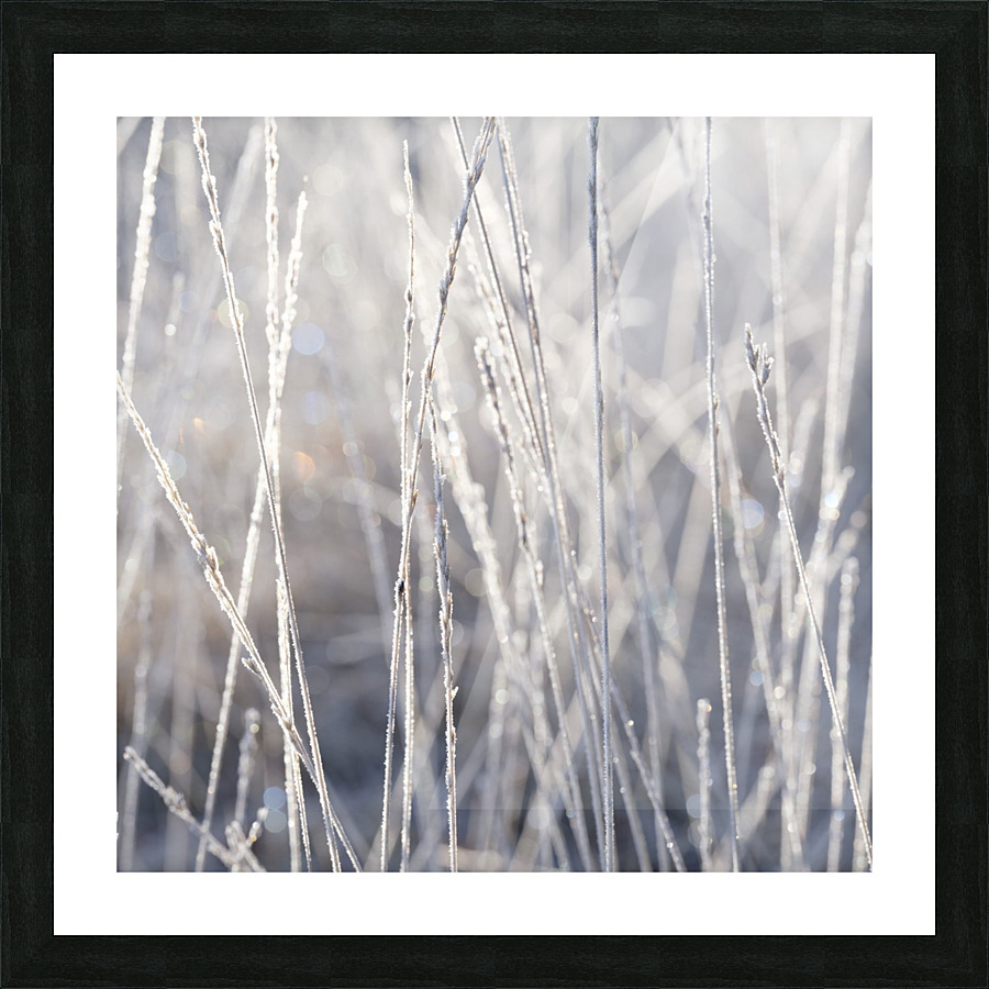 Frost on Grass Picture Frame print