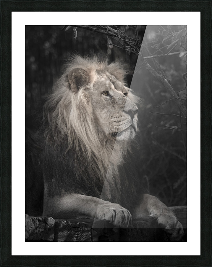 Lion Picture Frame print