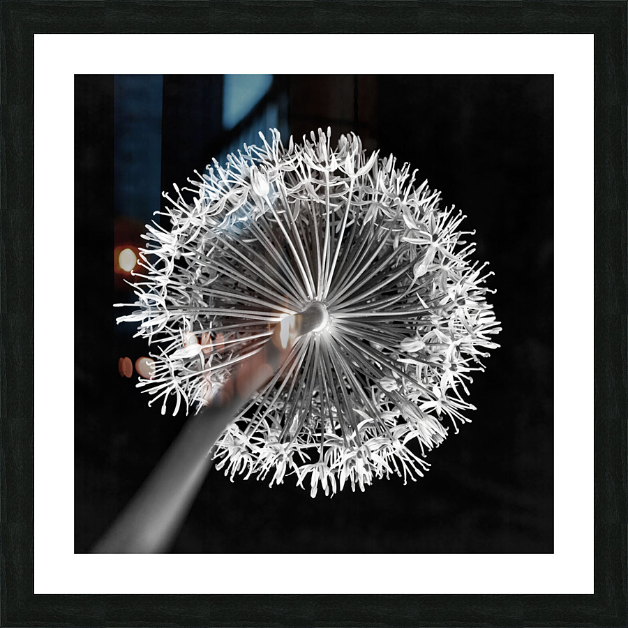 Allium flower Picture Frame print