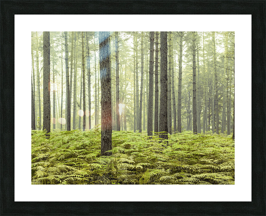 Dense Forest Picture Frame print