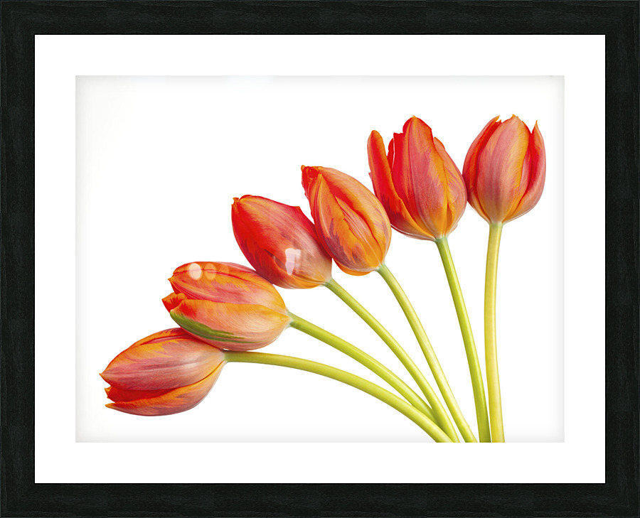 Tulip flowers Picture Frame print