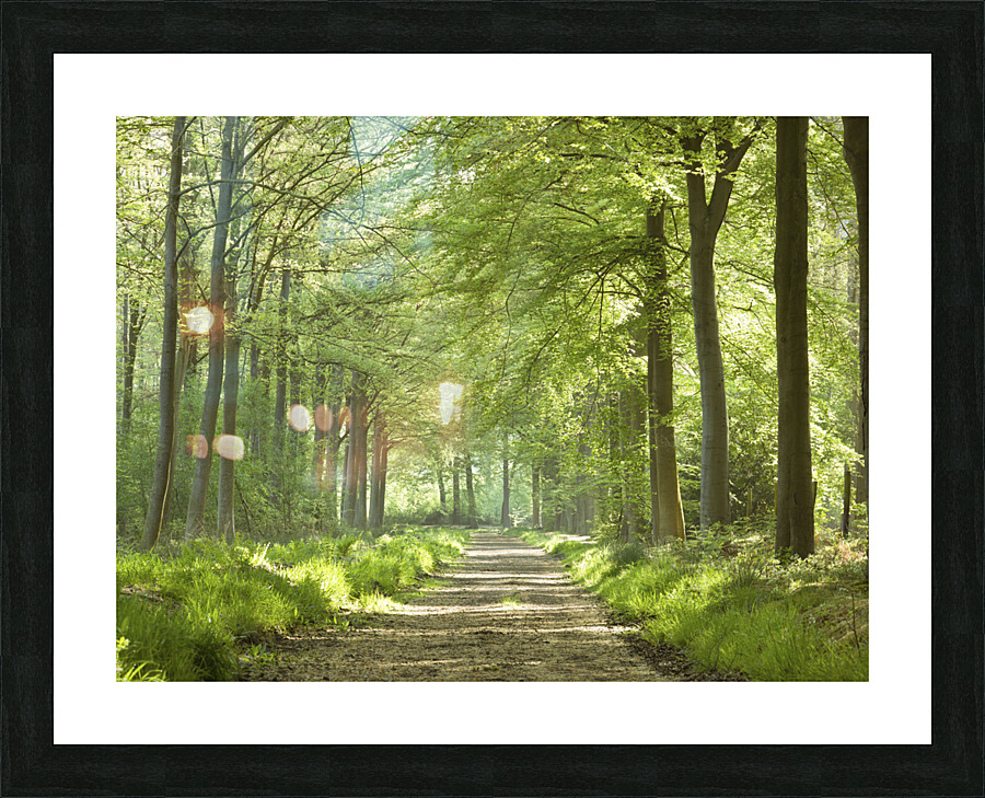 Spring Path Picture Frame print
