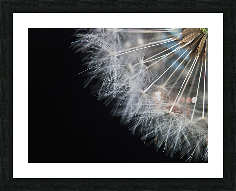 Divine Dandelion Picture Frame print