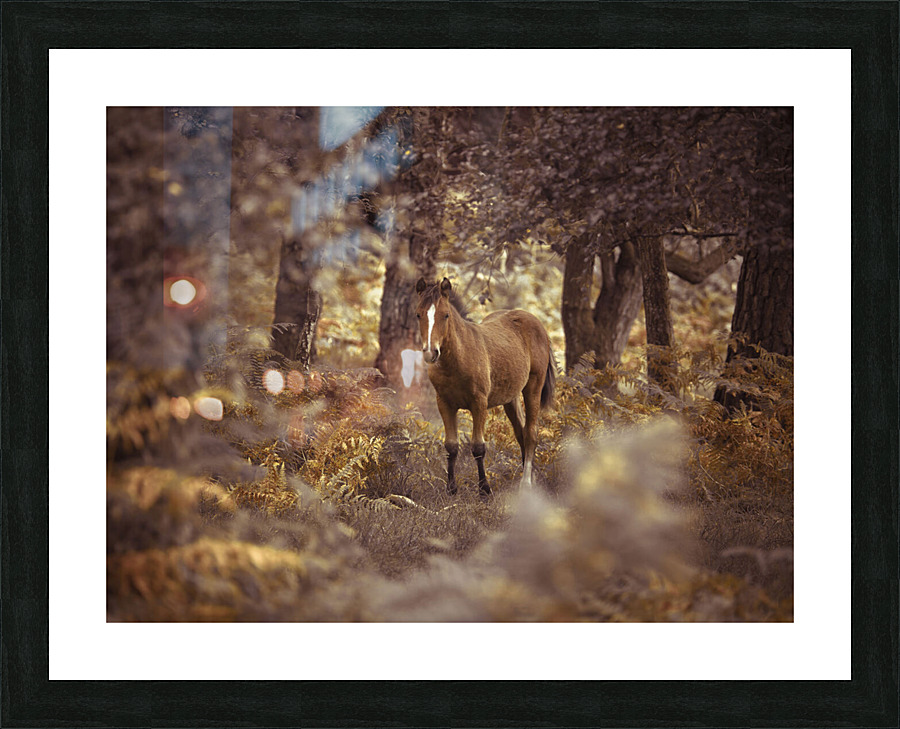 Wild Horse Picture Frame print