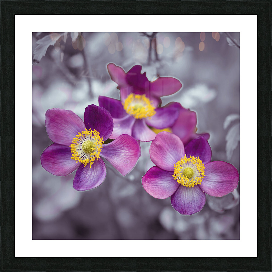 Anemone flowers Picture Frame print