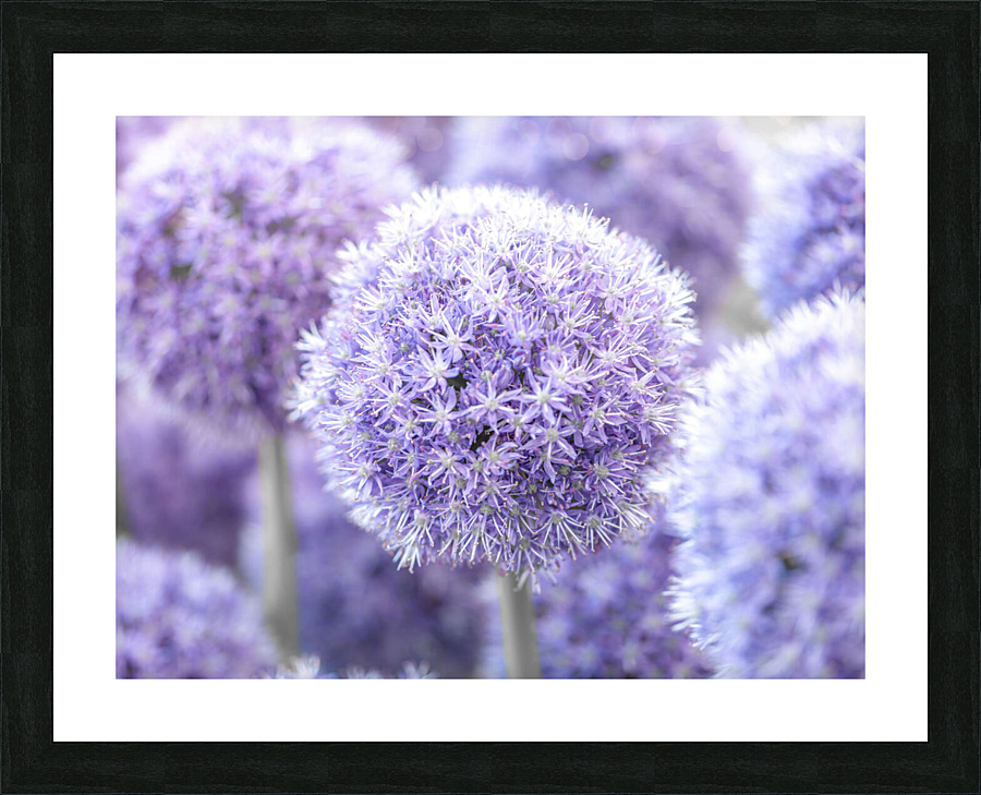Alliums Flowers Picture Frame print