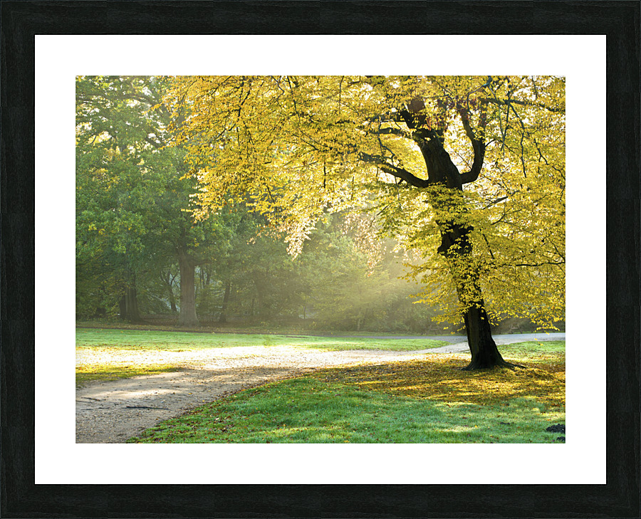 Autumn tree Picture Frame print