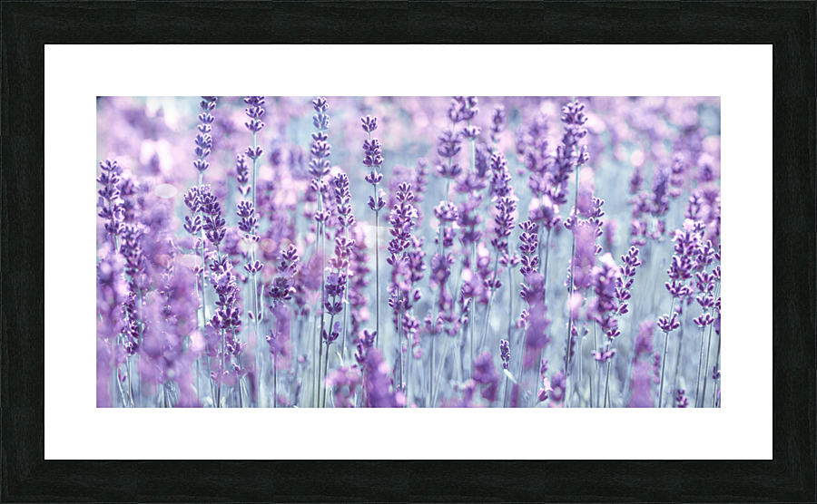 Lavender Picture Frame print