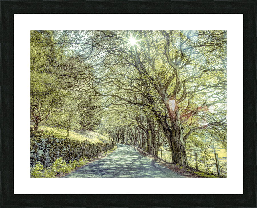 Road Through Trees Picture Frame print