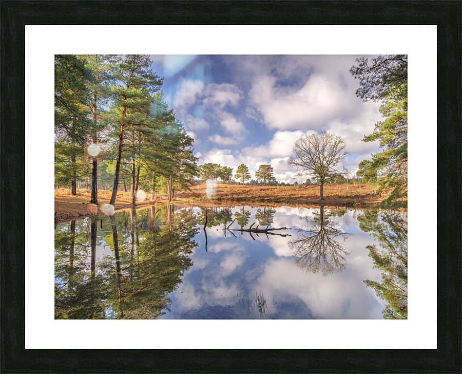 Forest Reflections Picture Frame print