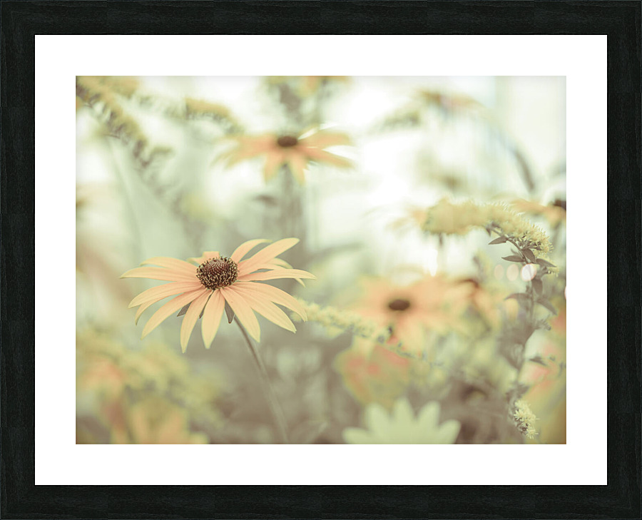 Cone flowers Picture Frame print