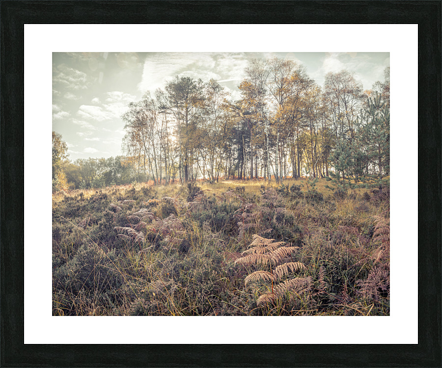 Forest Trees and Foliage Picture Frame print